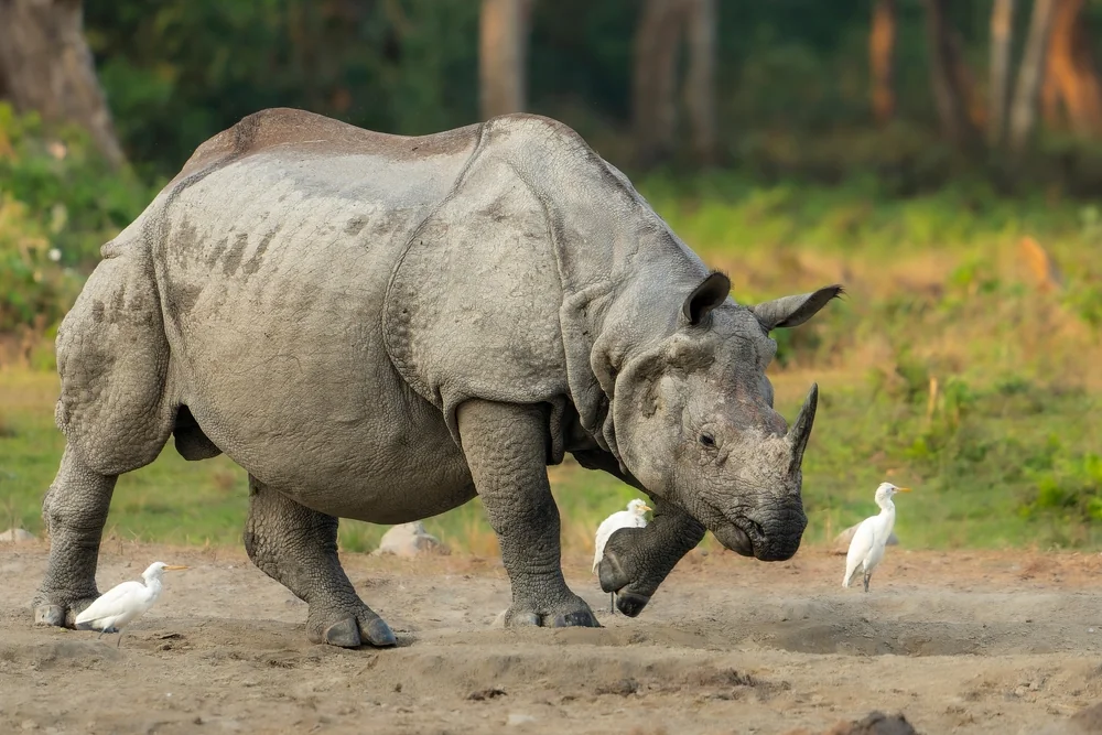 Jaldapara National Park