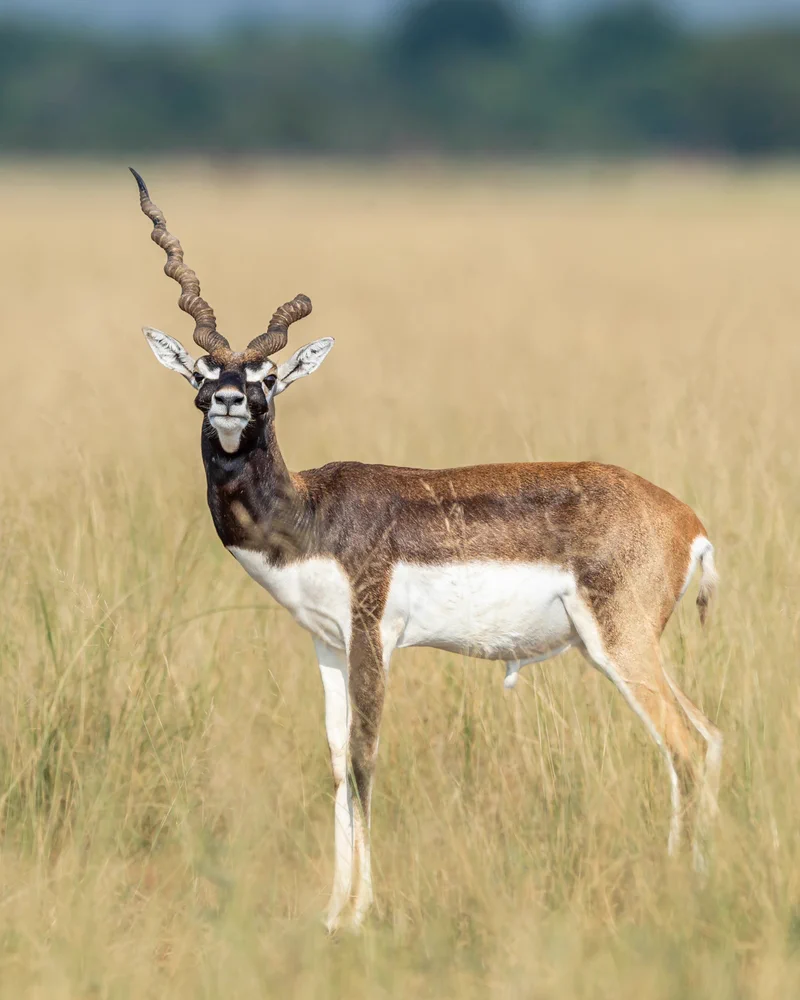 Blackbuck National Park (Velavadar National Park)