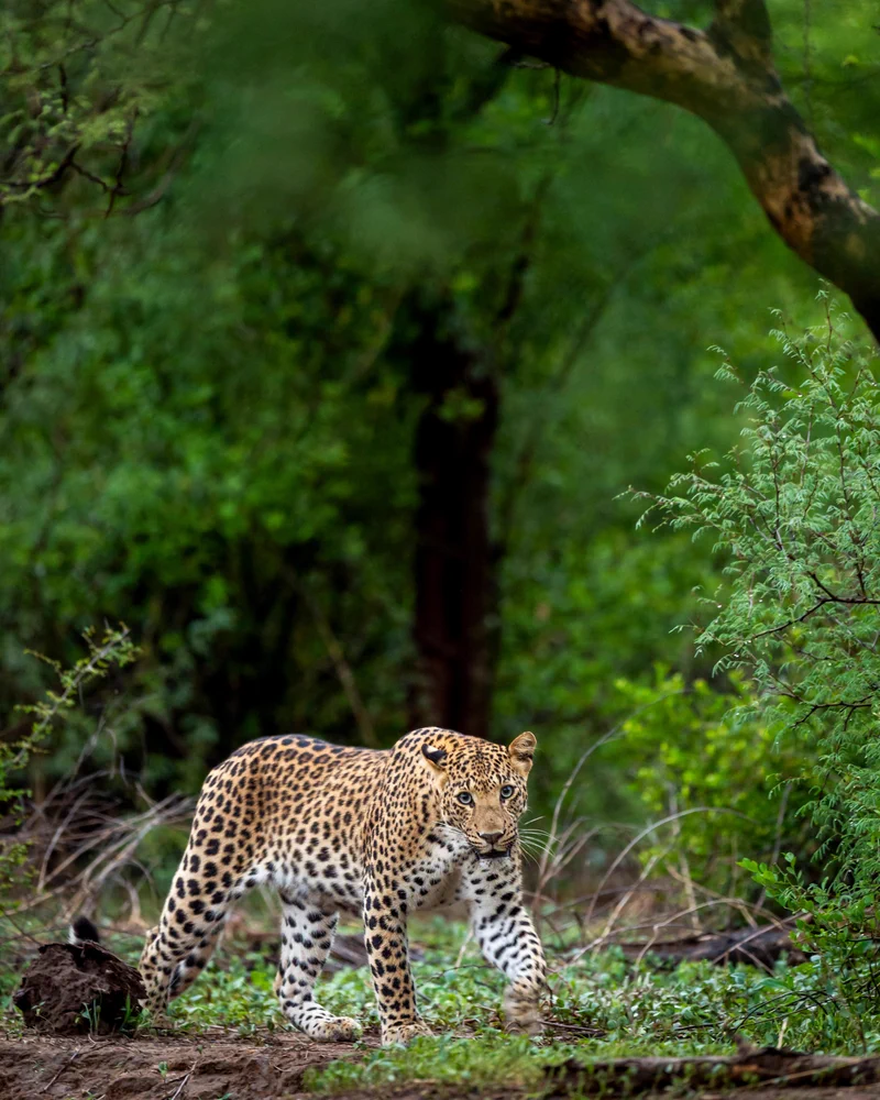 Kali Tiger Reserve