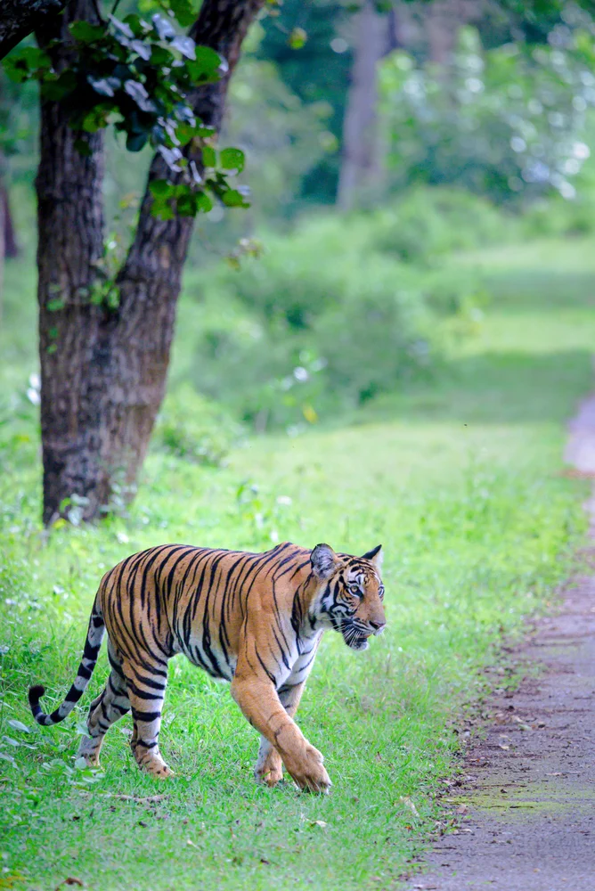 Nagarahole Tiger Reserve