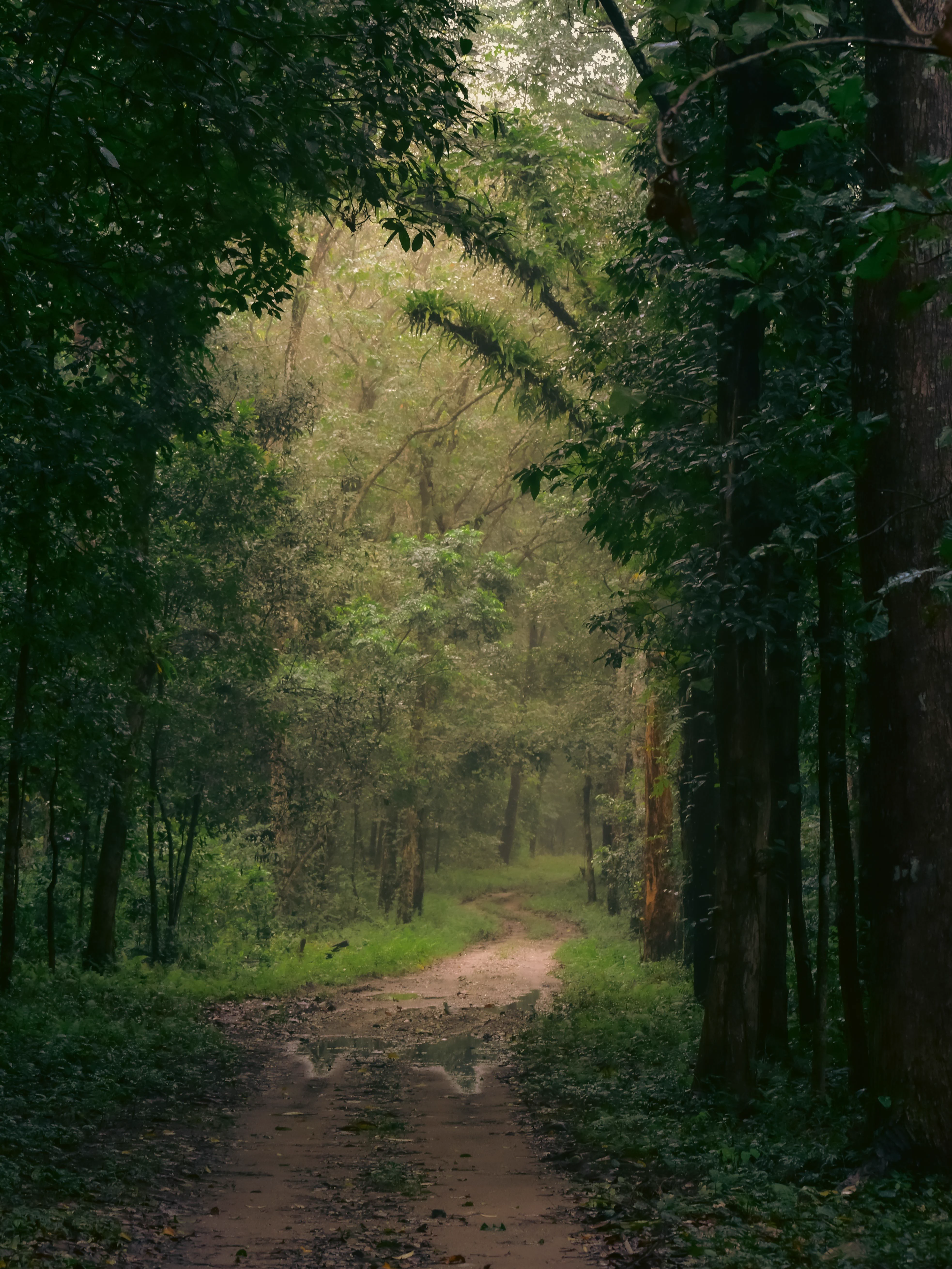 Muthanga Wildlife Sanctuary (Wayanad Range)