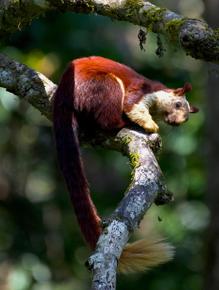 Satpura Tiger Reserve