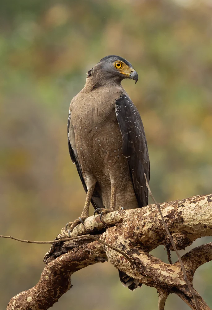 Bor Tiger Reserve