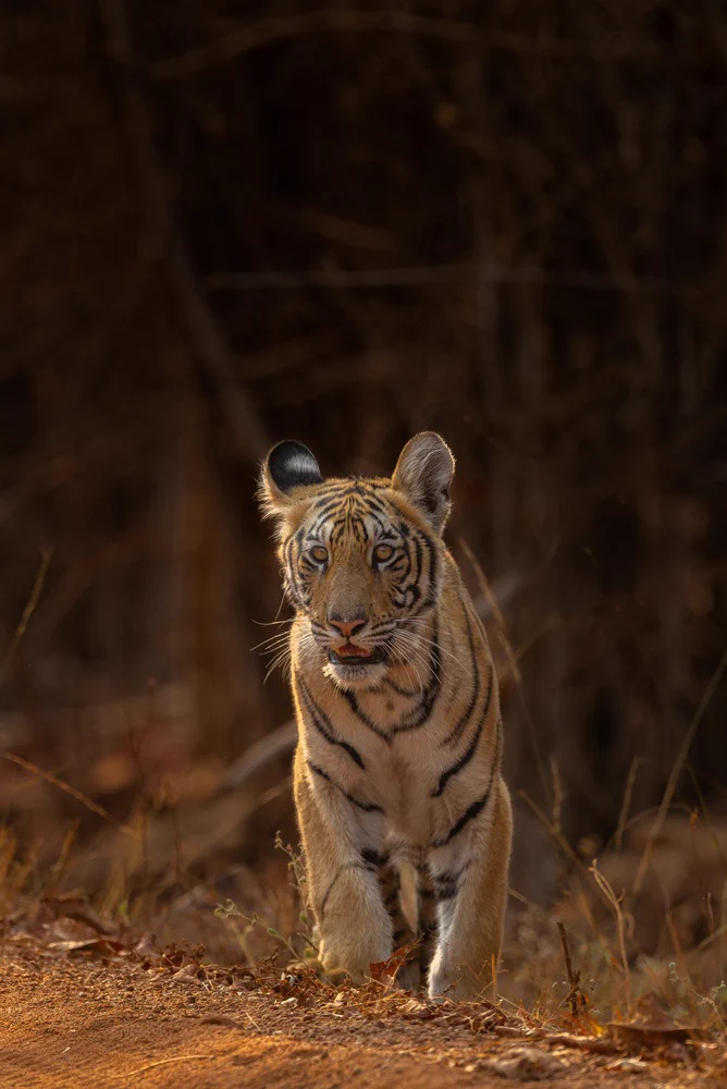 Tadoba National Park (Tadoba–Andhari Tiger Reserve)