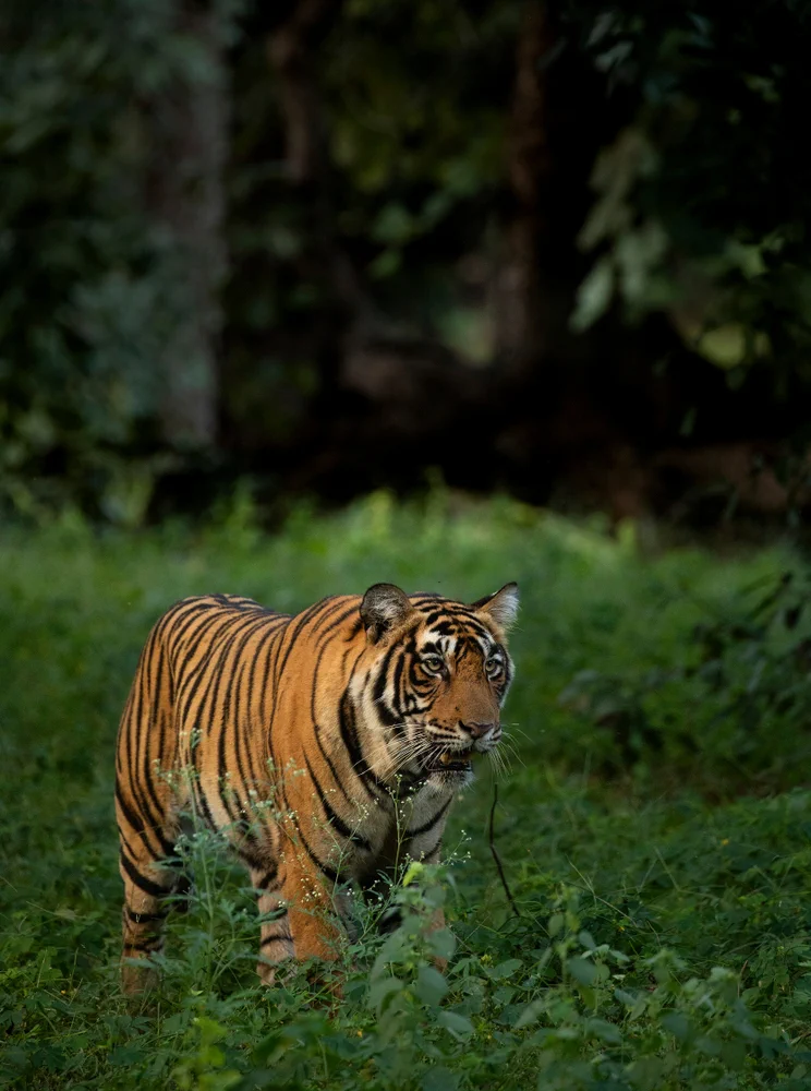 Dholpur-Karauli Tiger Reserve