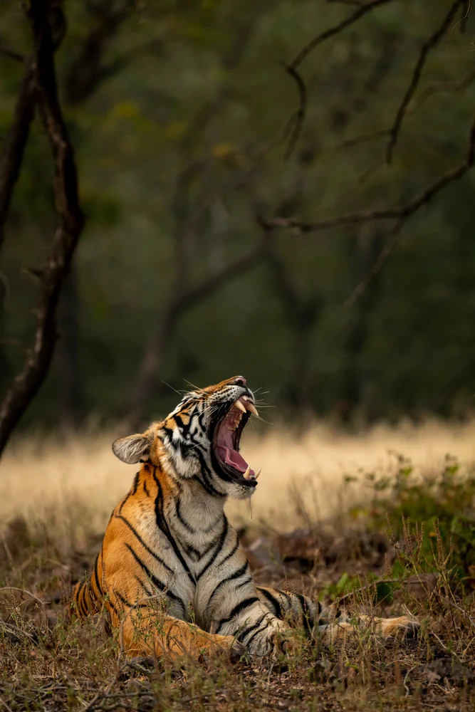 Ranthambore National Park