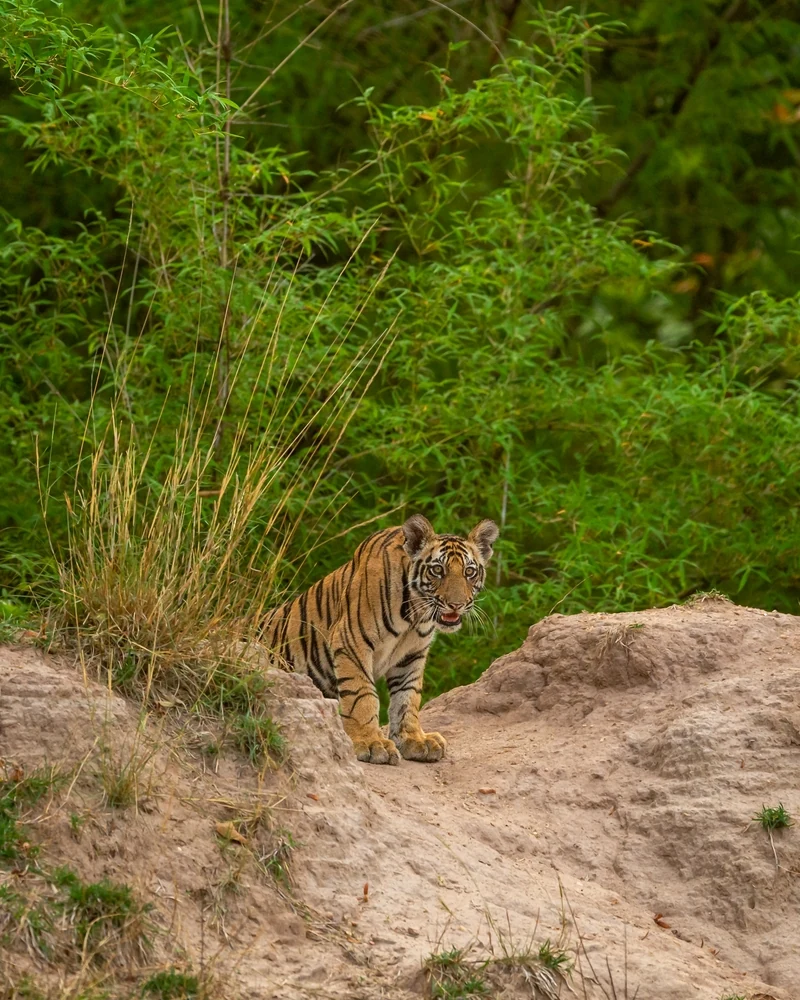Kamlang Tiger Reserve