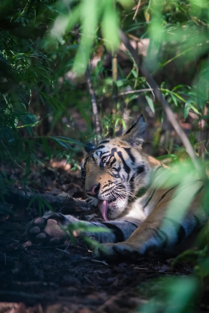 Achanakmar Tiger Reserve