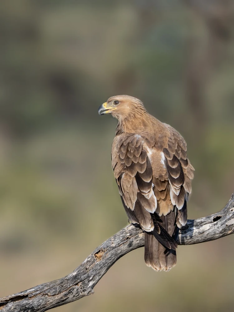 Bhindawas Wildlife Sanctuary
