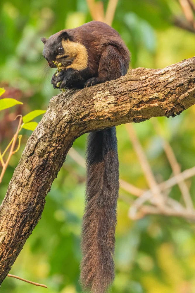 Wayanad Wildlife Sanctuary