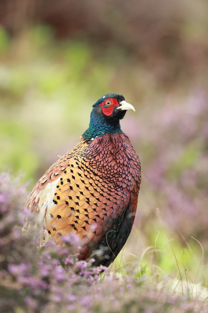 Sirohi National Park