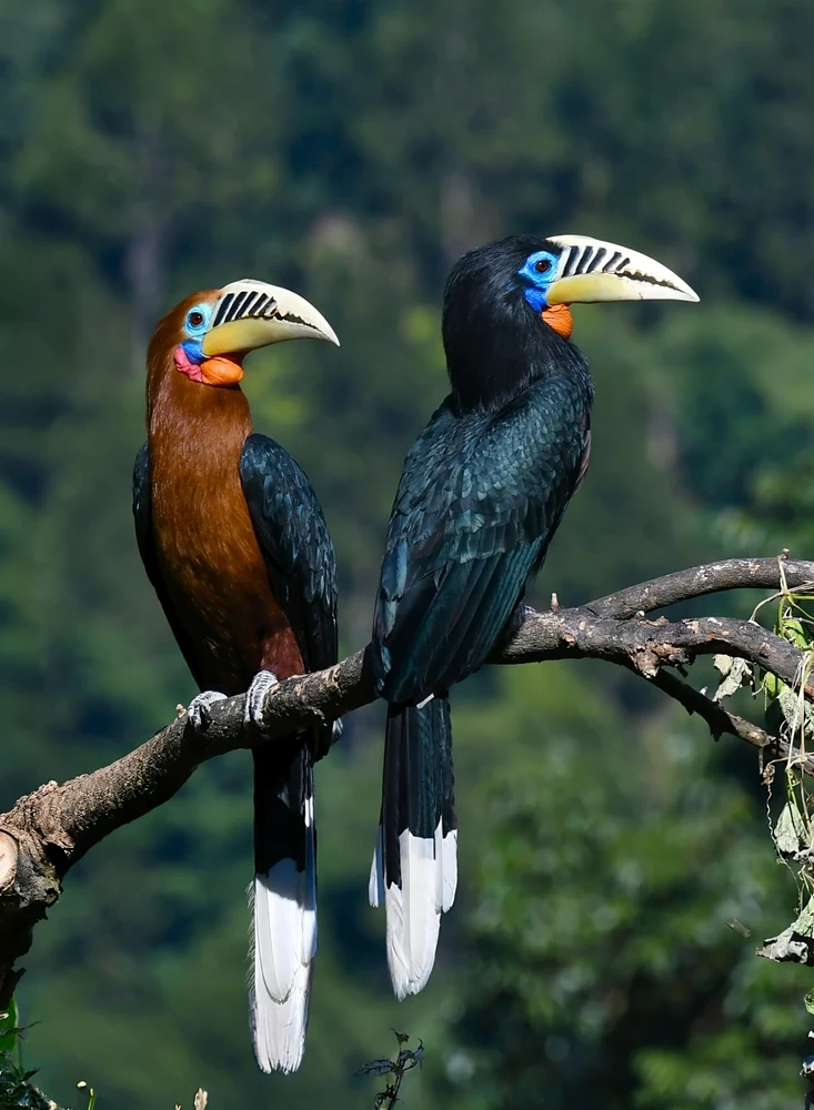 Nongkhyllem Wildlife Sanctuary