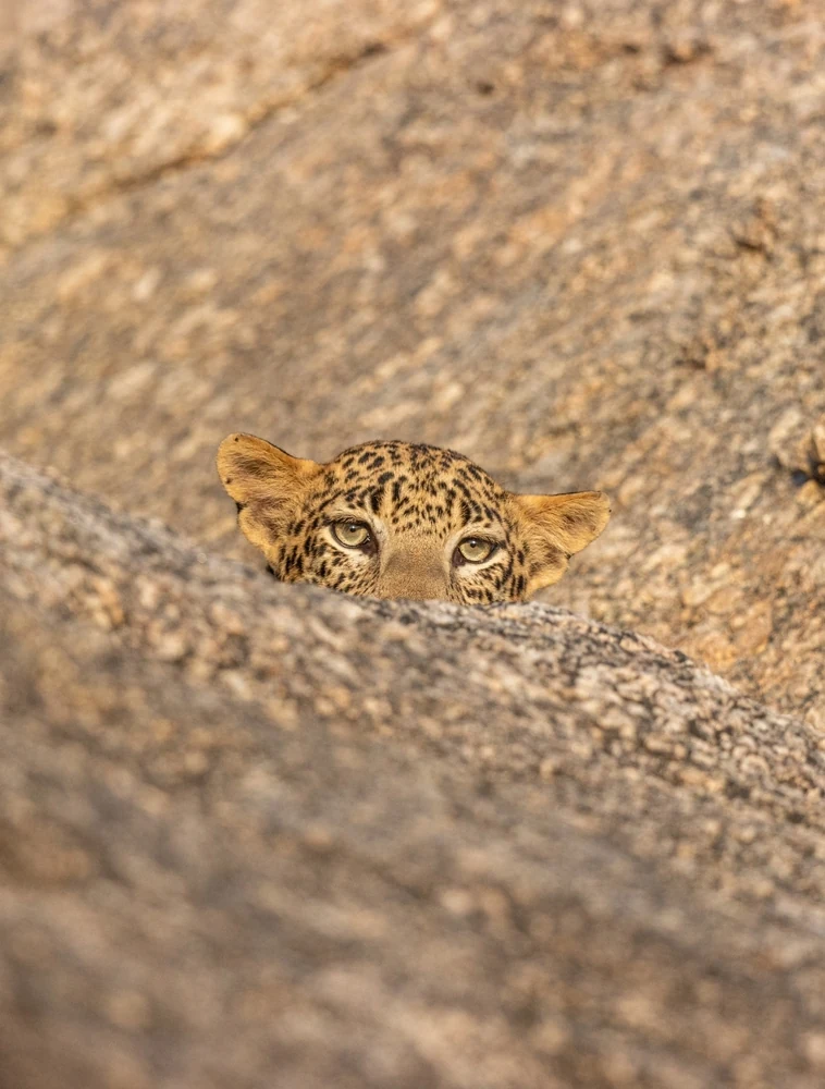 Jawai Leopard Safari