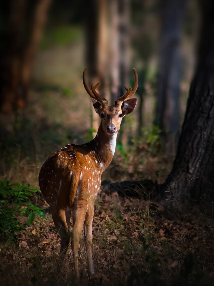 Mudumalai