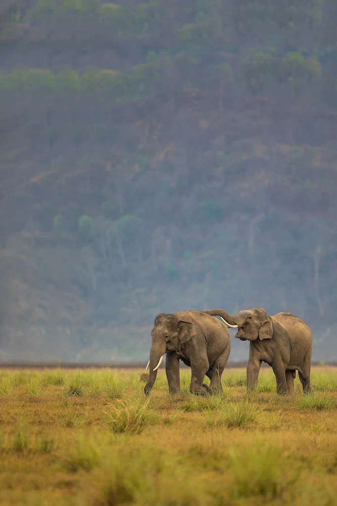 Jim Corbett National Park