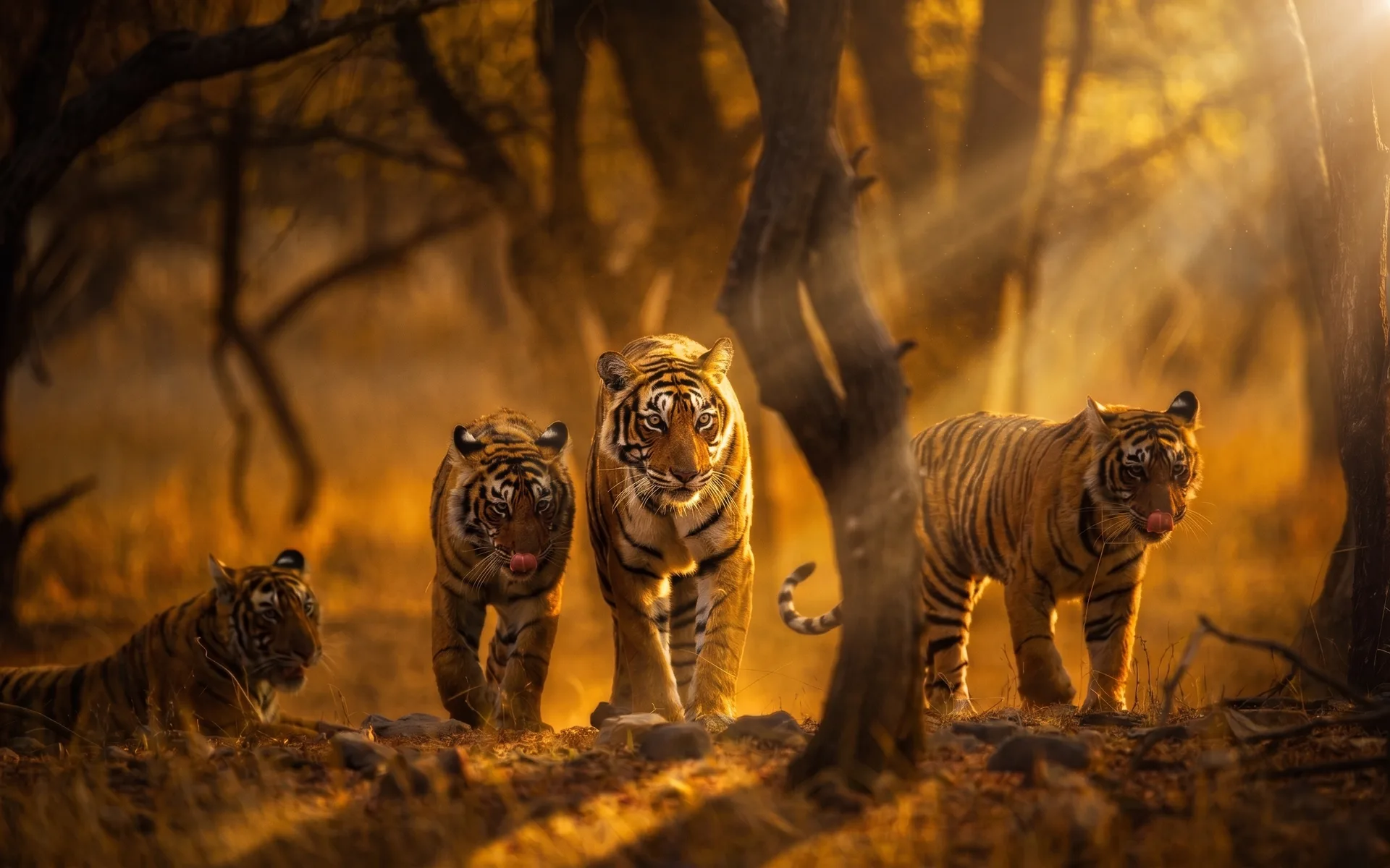 Tiger in the wild at Ranthambore National Park
