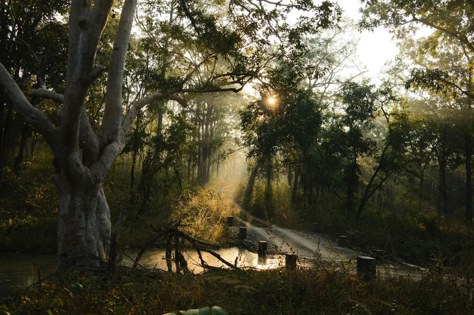 Bandhavgarh NP