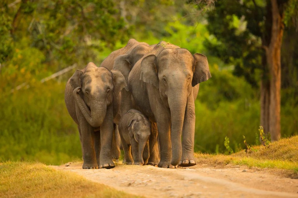 Elephant Family on Safari track at Bandipur National Park