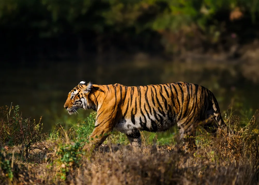 Tiger in Bandipur National Park