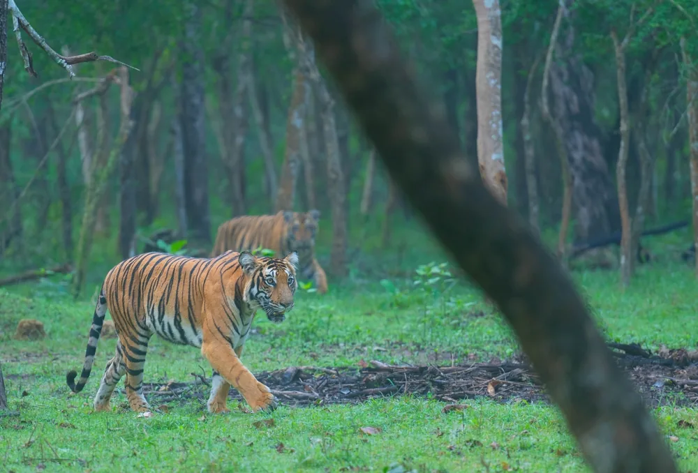 Kabini