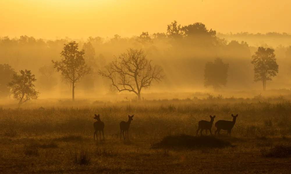 Kanha National Park