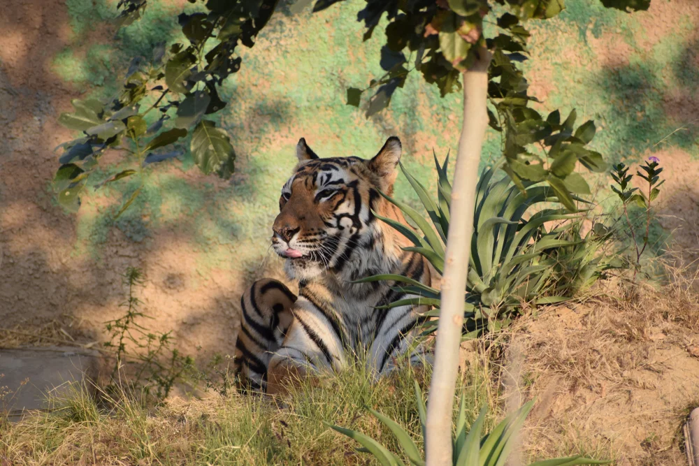 Nahargarh Biological Park