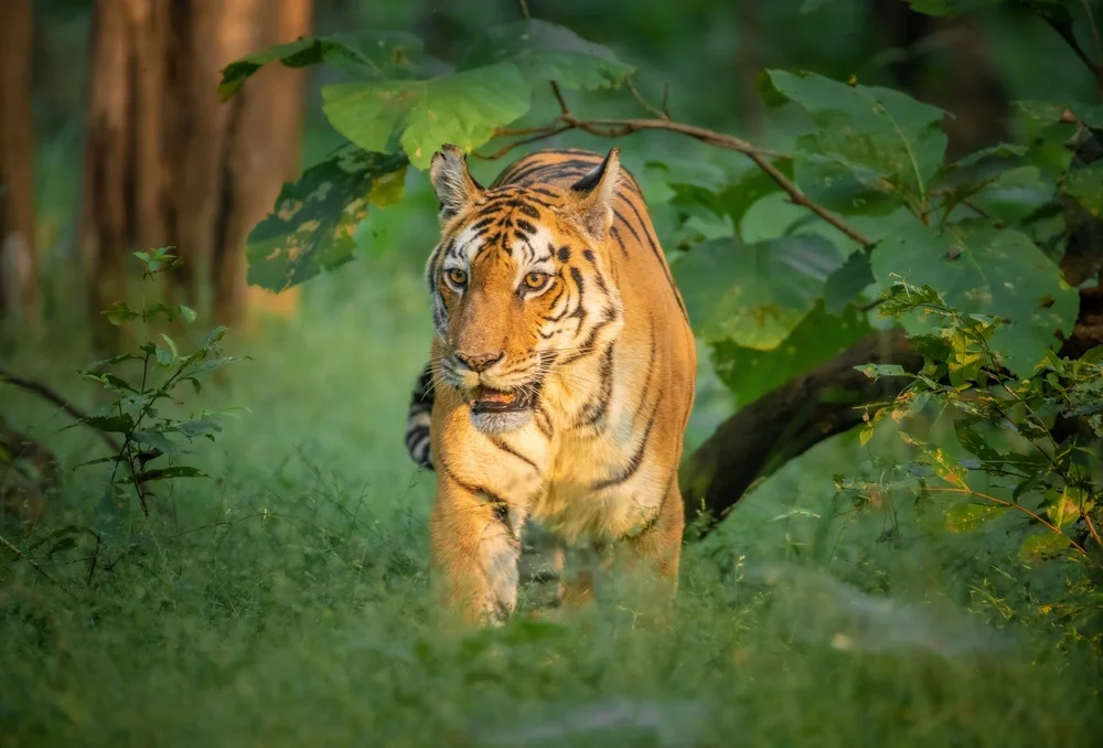 Pench National Park