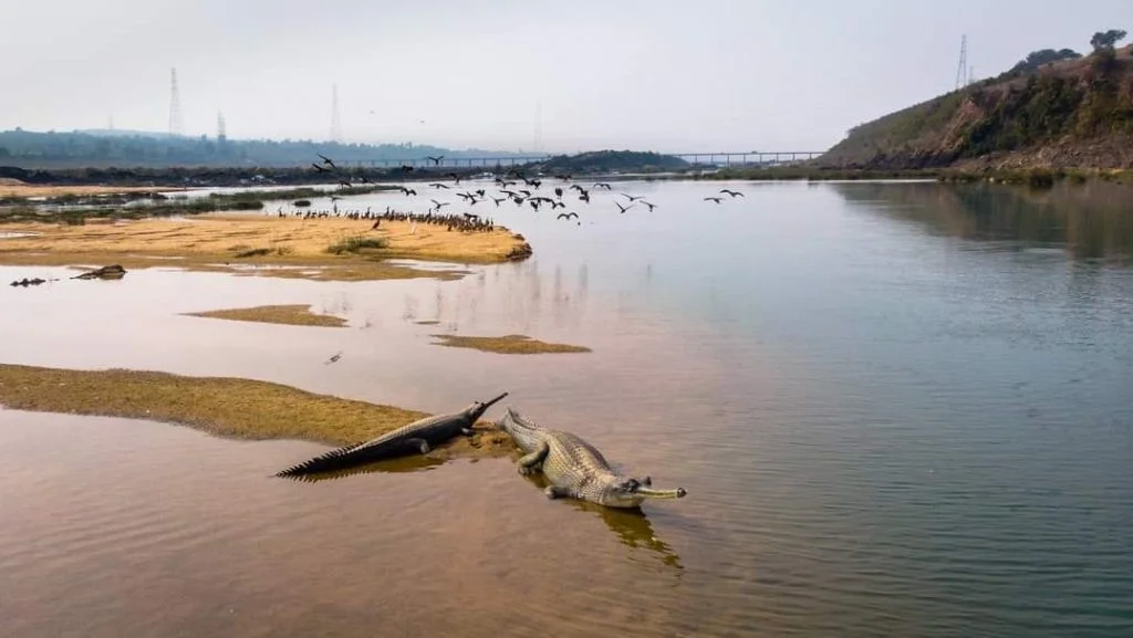 Son Ghariyal Sanctuary