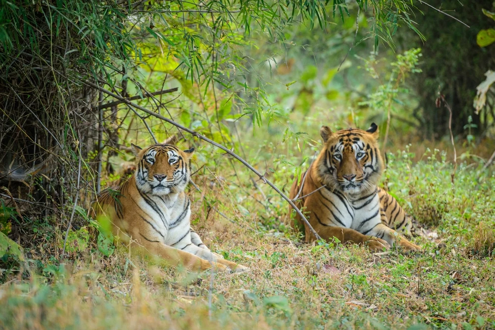 Tadoba Tiger Reserve