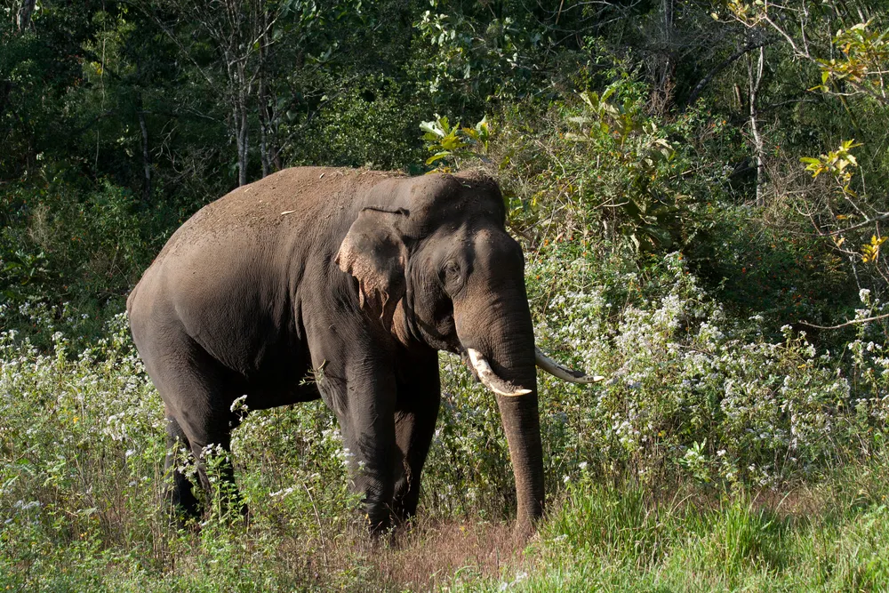 Wayanad