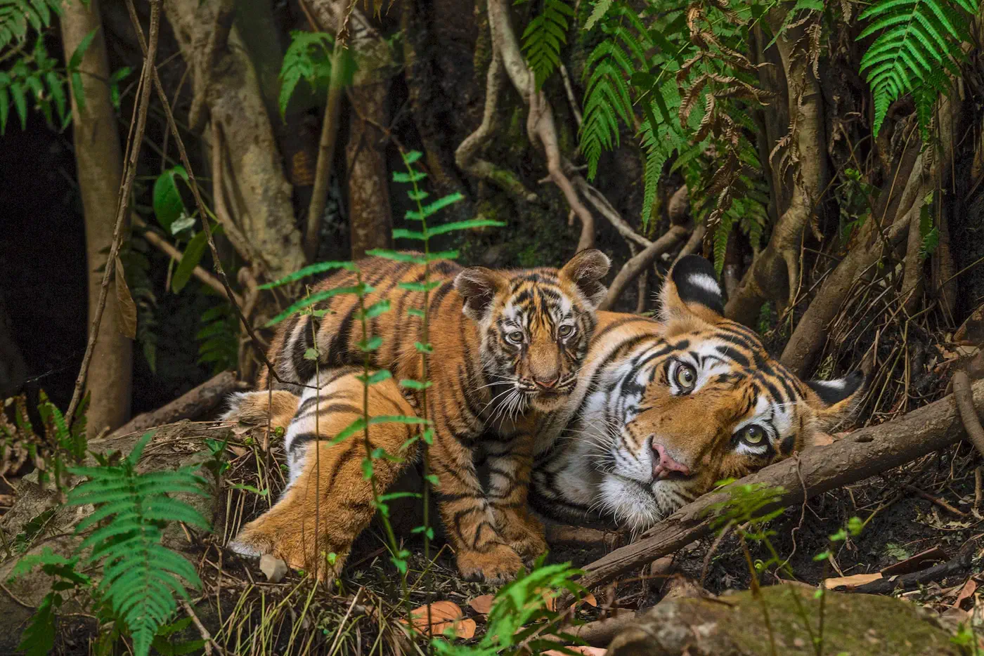 Big Cat Photography